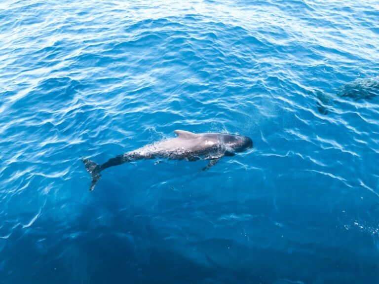 Whales and dolphins watching in Tenerife, Canary Islands